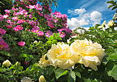 Róże w Ogrodzie Botanicznym