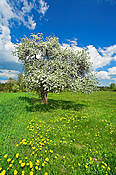 Wiosna na Mazowszu
