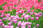 Tulipany w Ogrodzie Botanicznym