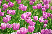 Tulipany w Ogrodzie Botanicznym