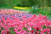 Tulipany w Ogrodzie Botanicznym
