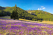 Krokusy na Polanie Chochołowskiej  - Tatry Polskie