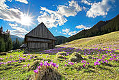 Polana Chochołowska  - Tatry Polskie