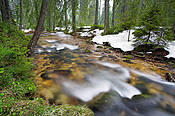 Potok Chochołowski  - Tatry Polskie