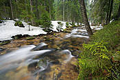 Potok Chochołowski  - Tatry Polskie