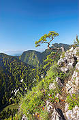 Samotna sosna na szczycie Sokolicy - Pieniny