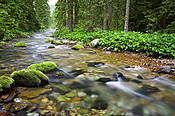 Potok Kościeliski w Dolinie Kościeliskiej  - Tatry Polskie