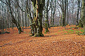 Las bukowy w drodze na Tarnicę - Bieszczady
