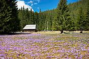 Krokusy na Polanie Chochołwskiej - Tatry Polskie