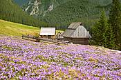 Krokusy na Polanie Chochołwskiej - Tatry Polskie