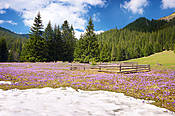 Krokusy na Polanie Chochołwskiej - Tatry Polskie