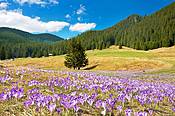 Krokusy na Polanie Chochołwskiej - Tatry Polskie