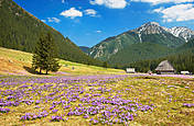 Krokusy na Polanie Chochołwskiej - Tatry Polskie