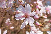 Kwitnące magnolie w Ogrodzie Botanicznym