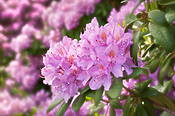 Kwiaty rododendrona w Ogrodzie Botanicznym