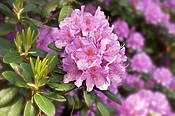 Kwiaty rododendrona w Ogrodzie Botanicznym