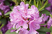Kwiaty rododendrona w Ogrodzie Botanicznym