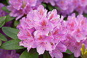 Kwiaty rododendrona w Ogrodzie Botanicznym