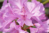 Kwiaty rododendrona w Ogrodzie Botanicznym