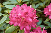 Kwiaty rododendrona w Ogrodzie Botanicznym