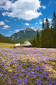 Krokusy na Polanie Chochołowskiej  - Tatry Polskie
