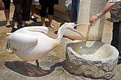 Grecja - wyspa Mykonos, oswojony pelikan, maskotka wyspy