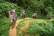 Tajlandia, Khao Lak, trekking na słoniach