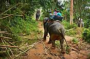 Tajlandia, Khao Lak, trekking na słoniach