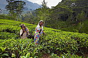Sri Lanka, kobiety tamilskie na plantacji herbaty
