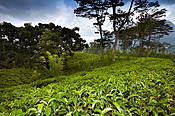 Sri Lanka, plantacaja herbaty w okolicach Kandy