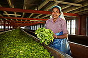 Sri Lanka, kobieta w fabryce herbaty