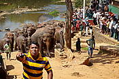 Sri Lanka, Pinnawela, słonie wracające z kąpieli