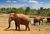 Sri Lanka, Pinnawela, sierociniec dla słoni