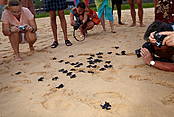 Sri Lanka, Kogala, wypuszczanie do oceanu małych żółwi  