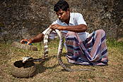 Sri Lanka, Galle, zaklinacz węży