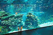 Dubaj - akwarium w Dubai Mall 