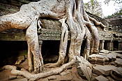 Kambodża - świątynie Angkor (Ta Phrom)