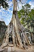 Kambodża - świątynie Angkor (Ta Phrom)