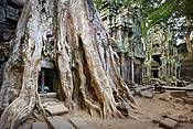 Kambodża - świątynie Angkor (Ta Phrom)