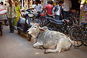 Indie - ulice starego miasta Jaisalmer.