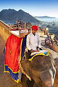 Indie - Jaipur, słoń w drodze do Fortu Amber.