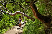 Madera - Dolina Rabacal, Levada do Risco 