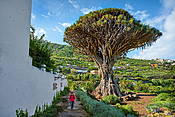 Dragon Tree, La Orotava, Teneryfa, Wyspy Kanaryjskie