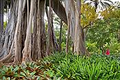Ogród Botaniczny, Puerto de la Cruz, Teneryfa, Wyspy Kanaryjskie