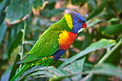 Loro Parque, Puerto de la Cruz, Teneryfa, Wyspy Kanaryjskie