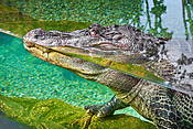Loro Parque, Puerto de la Cruz, Teneryfa, Wyspy Kanaryjskie