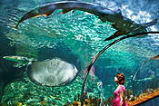 Loro Parque, Puerto de la Cruz, Teneryfa, Wyspy Kanaryjskie