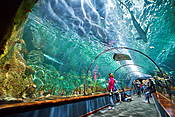 Loro Parque, Puerto de la Cruz, Teneryfa, Wyspy Kanaryjskie