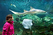 Loro Parque, Puerto de la Cruz, Teneryfa, Wyspy Kanaryjskie