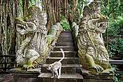 Sacred Monkey Sanctuary, Bali, Indonezja
